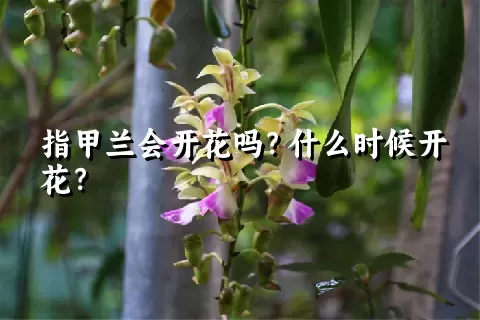 指甲兰会开花吗？什么时候开花？