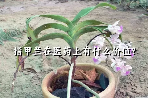 指甲兰在医药上有什么价值？