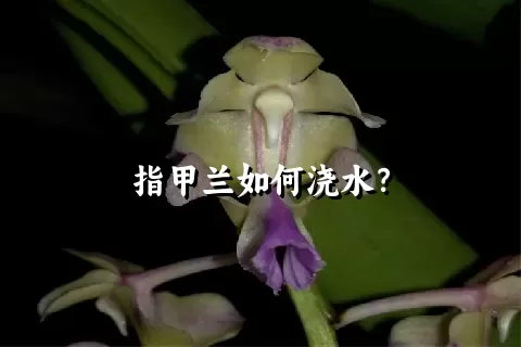 指甲兰如何浇水？