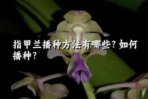 指甲兰播种方法有哪些？如何播种？