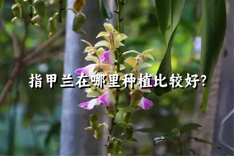 指甲兰在哪里种植比较好？