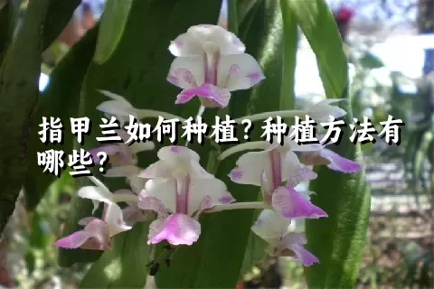 指甲兰如何种植？种植方法有哪些？