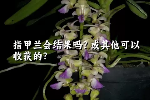 指甲兰会结果吗？或其他可以收获的？