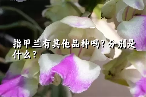 指甲兰有其他品种吗？分别是什么？