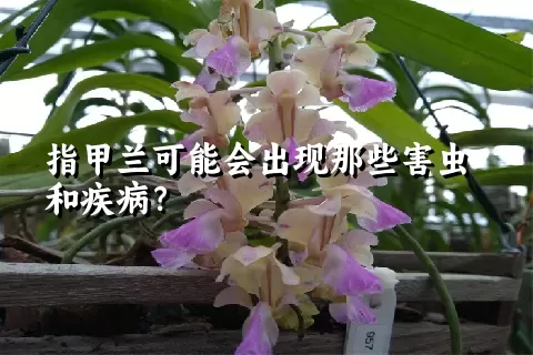 指甲兰可能会出现那些害虫和疾病？