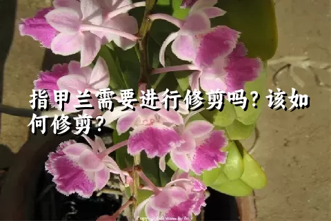 指甲兰需要进行修剪吗？该如何修剪？