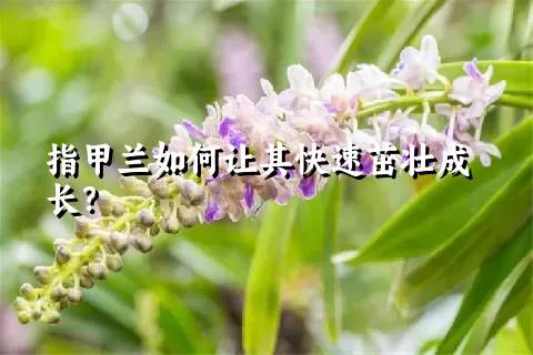 指甲兰如何让其快速茁壮成长？