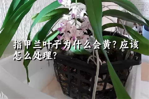 指甲兰叶子为什么会黄？应该怎么处理？