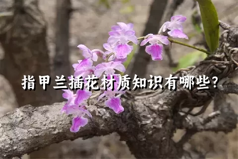 指甲兰插花材质知识有哪些？