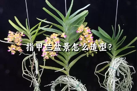 指甲兰盆景怎么造型？