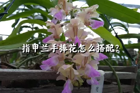 指甲兰手捧花怎么搭配？