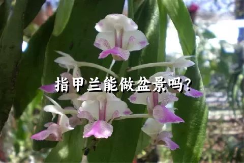 指甲兰能做盆景吗？