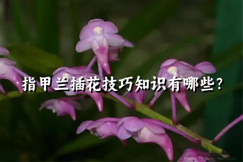 指甲兰插花技巧知识有哪些？