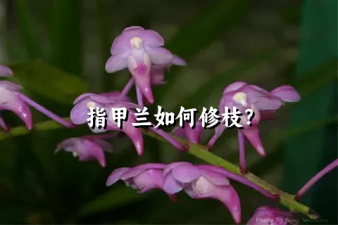 指甲兰如何修枝？