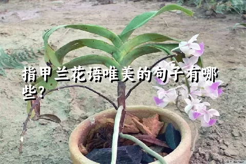 指甲兰花语唯美的句子有哪些？