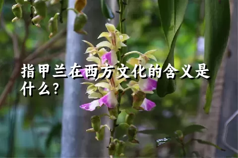 指甲兰在西方文化的含义是什么？