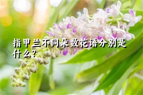 指甲兰不同朵数花语分别是什么？