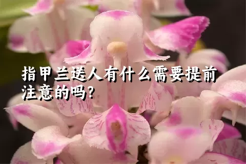 指甲兰送人有什么需要提前注意的吗？