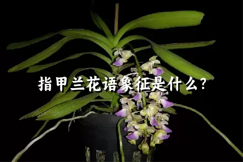 指甲兰花语象征是什么？