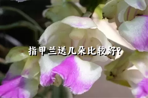 指甲兰送几朵比较好？