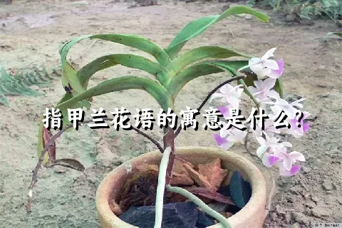 指甲兰花语的寓意是什么？