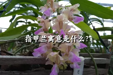 指甲兰寓意是什么？