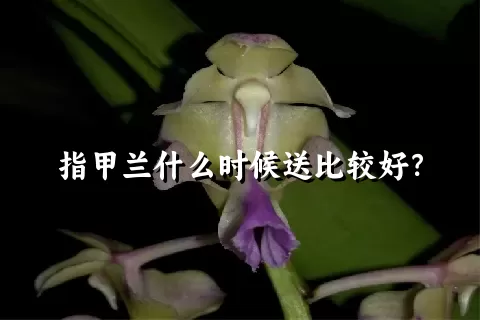 指甲兰什么时候送比较好？