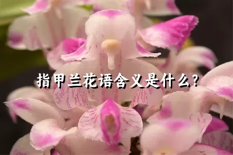 指甲兰花语含义是什么？