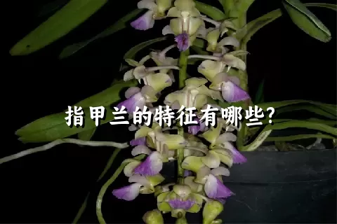 指甲兰的特征有哪些?