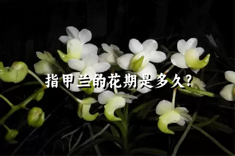 指甲兰的花期是多久?