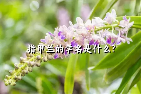 指甲兰的学名是什么?