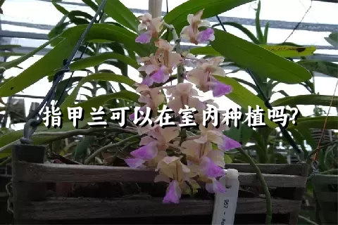 指甲兰可以在室内种植吗?