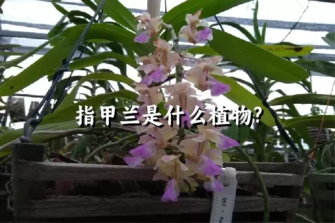 指甲兰是什么植物?