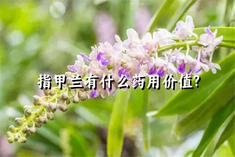 指甲兰有什么药用价值?