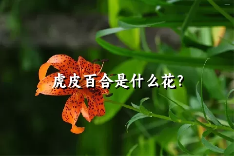 虎皮百合是什么花？