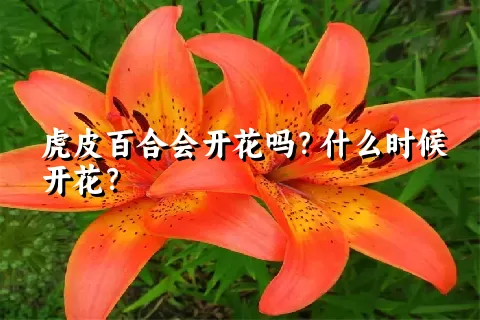 虎皮百合会开花吗？什么时候开花？