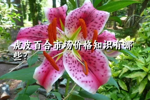 虎皮百合市场价格知识有哪些？