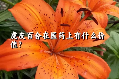 虎皮百合在医药上有什么价值？