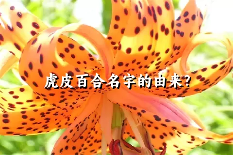 虎皮百合名字的由来？