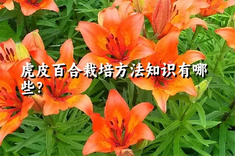 虎皮百合栽培方法知识有哪些？