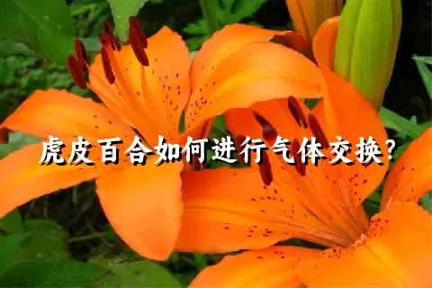 虎皮百合如何进行气体交换？