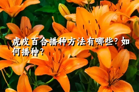 虎皮百合播种方法有哪些？如何播种？