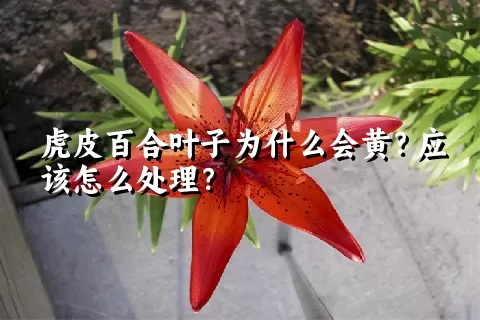 虎皮百合叶子为什么会黄？应该怎么处理？