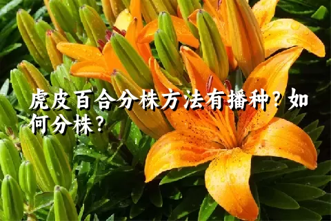 虎皮百合分株方法有播种？如何分株？