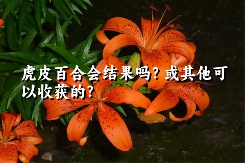 虎皮百合会结果吗？或其他可以收获的？