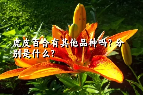 虎皮百合有其他品种吗？分别是什么？