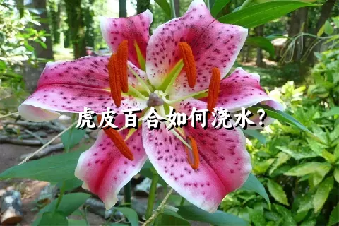 虎皮百合如何浇水？