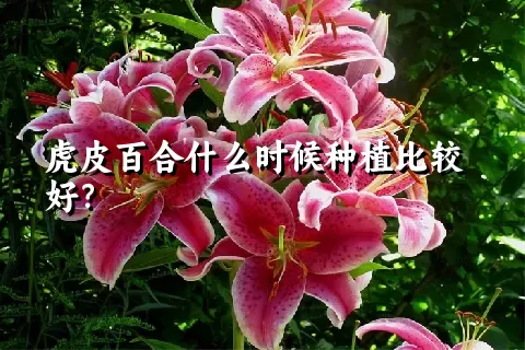 虎皮百合什么时候种植比较好？