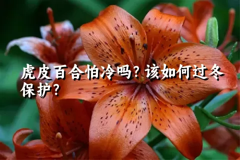 虎皮百合怕冷吗？该如何过冬保护？