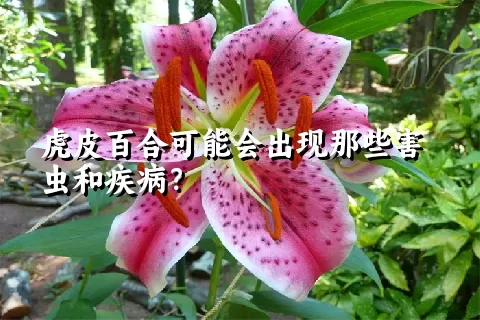 虎皮百合可能会出现那些害虫和疾病？